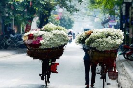 Vẻ đẹp tinh khôi của cúc họa mi những ngày đầu đông Hà Nội