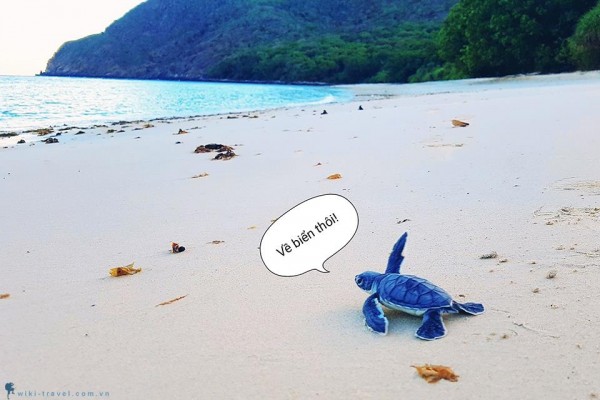 Thả rùa về biển Côn Đảo: Trải nghiệm có một không hai ở Bà Rịa - Vũng Tàu