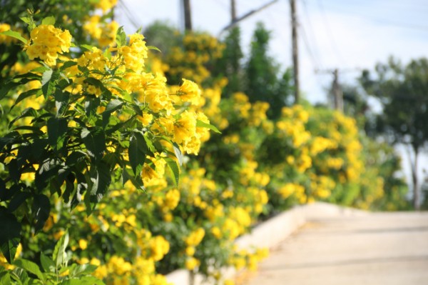 Cùng Check-in ngay mùa hoa Chuông Vàng đang nở rộ ở Sài Gòn
