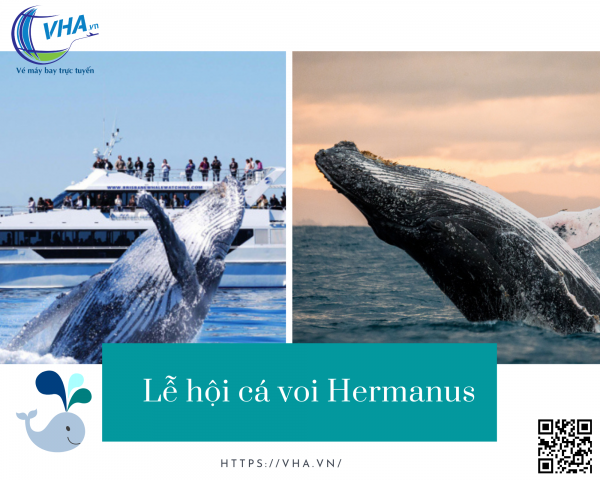 Vé máy bay giá rẻ khám phá lễ hội cá voi Hermanus