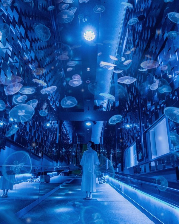 Vé máy bay đi Nhật Bản – Check-in thủy cung Sumida Aquarium đẹp kì ảo