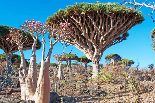 Vé máy bay giá rẻ khám phá hòn đảo Socotra kì lạ nhất hành tinh