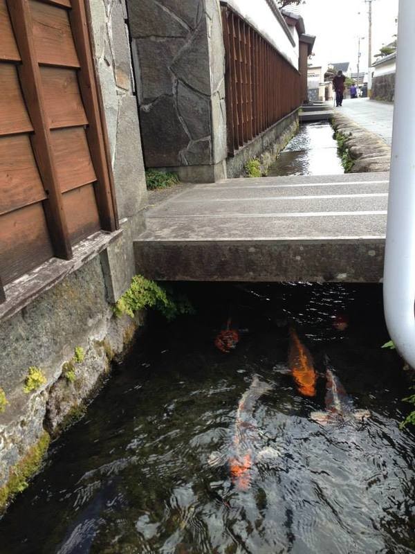 Đại lý vé máy bay – Cá koi sống dưới rãnh nước ở Nhật Bản