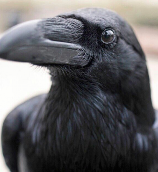 Tổng đài vé máy bay –Truyền thuyết về loài quạ đen