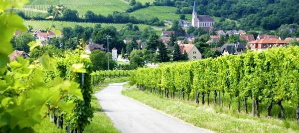 Giá vé bay online – Con đường rượu vang vùng Alsace