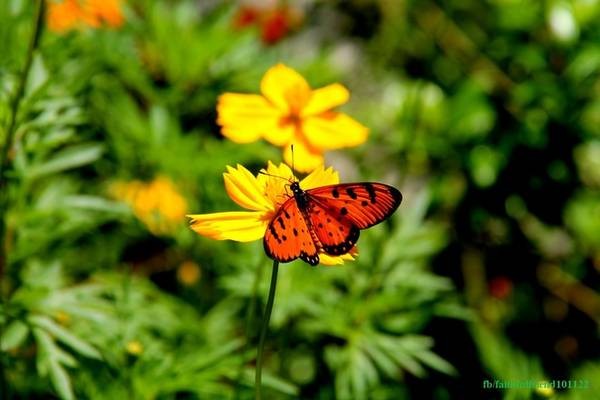 Tổng đài vé máy bay – Mùa bướm bay rợp trời ở Cát Tiên