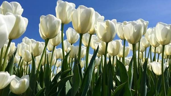 Săn vé bay giá rẻ  – Ngắm cánh đồng hoa tulip ở Hà Lan
