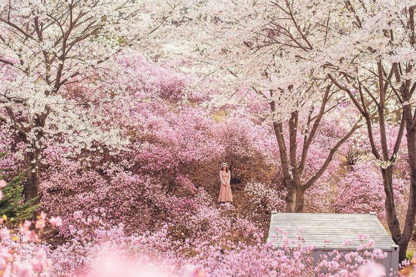 Đại lý Vietjet air – Lạc vào xứ sở cổ tích ngập tràn hoa ở Bucheon