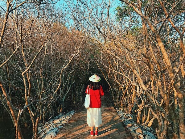 Đại lý vé máy bay giá rẻ - Khám phá rừng ngập mặn Rú Chá ở Huế