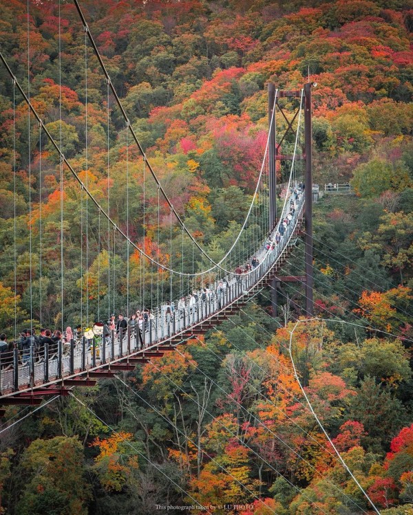 Tổng đài vé máy bay –  Cây cầu treo Hoshi no Buranko ngắm mùa thu lá đỏ