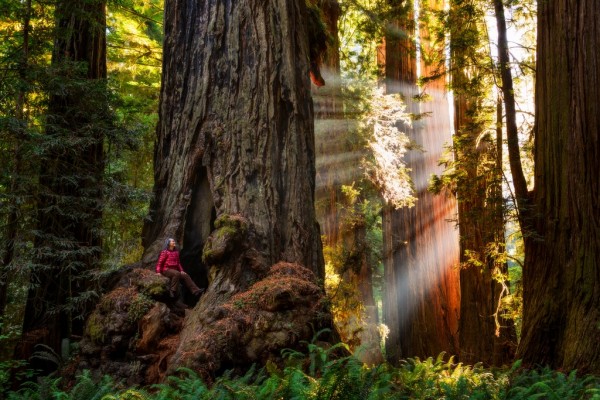 Tổng đài vé máy bay – 3 vườn quốc gia Mỹ sở hữu rừng cây gỗ đỏ cao nhất thế giới