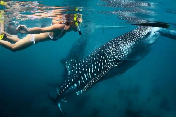 Giá vé bay online  –  Đến Maldives để trải nghiệm vui đùa cùng cá mập