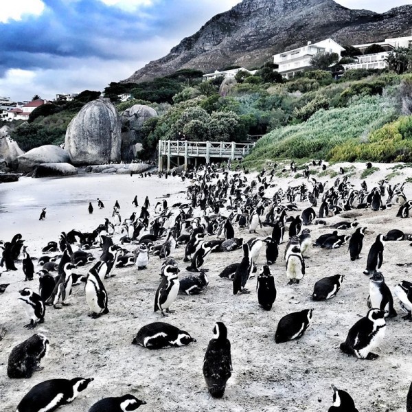 Đặt vé máy bay giá rẻ khám phá “thiên đường” chim cánh cụt ở Nam Phi