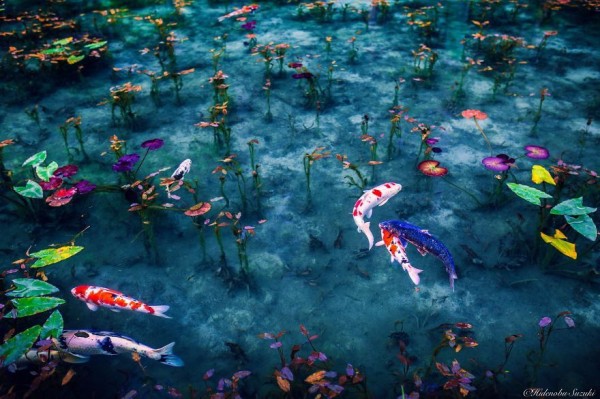 Đặt vé máy bay giá rẻ khám phá hồ Namonaki đẹp như tranh ở Nhật Bản