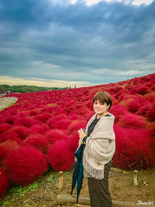 Săn vé bay giá rẻ ngắm đồi cỏ Kochia đỏ rực rỡ vào mùa thu ở Nhật