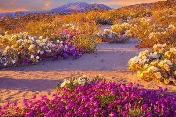 Đặt vé bay giá rẻ khám phá sa mạc Anza-Borrego mùa hoa nở